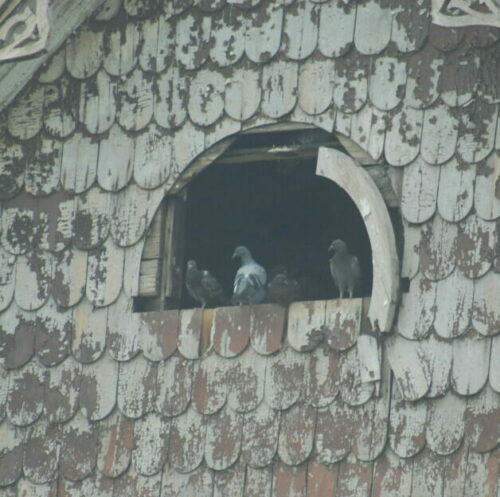 Pigeons in attic opening